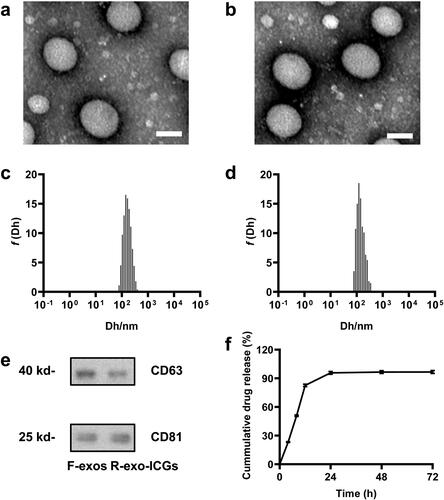 Figure 1. Characterization of F-exos and R-exo-ICGs. Representative TEM images of F-exos (a) and R-exo-ICGs (b), scale bar =100 nm; Size distributions of F-exos (c) and R-exo-ICGs (d); (e) CD63 and CD81 expression in F-exos and R-exo-ICGs were analyzed by western blot. GAPDH was used as loading control. (f) Drug release of R-exo-ICGs.