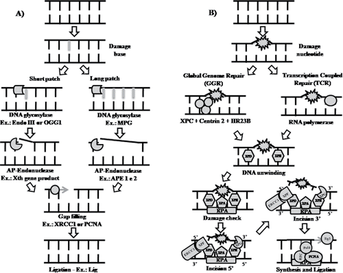 Figure 2. Schematic representation for DNA repair by base excision mechanism. (A) Schematic representation for base excision repair mechanism (REB) by short patch (for one damaged base) and long patch (for up to eight damaged bases). (B) Schematic representation for global genome and transcription-coupled nucleotide excision repair mechanism (REN). Endo III (endonuclease III), OGG1 (8-oxoguanine DNA glycosylase) MPG (3-methyladenine-DNA glycosylase), Xth (xyloglucan endo-transglycosylase/hydrolase), XRCC1 (X-ray repair cross-complementing protein 1), PCNA (proliferating cell nuclear antigen), Lig (ligase), XP (xeroderma pigmentosum), ERCC1 (excision repair cross-complementing 1), RPA (replication protein A) and Lig3 (ligase III).