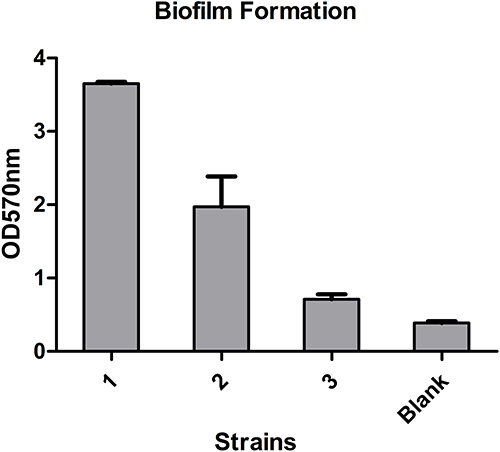 Figure 1 Biofilm formation of these three strains.