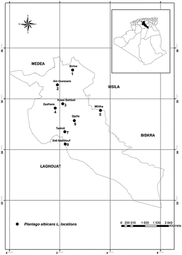 Figure 1. Distribution of populations of Plantago albicans L. in the province of Djelfa (central steppe of Algeria).
