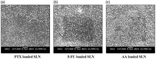 Figure 1. Scanning Electron Micrograph of SLNs.