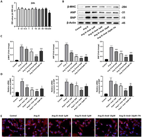 Figure 4. The effects of Andr on cardiac fibroblast in vitro. (A) Cell viability was accessed by the Cell Counting Kit-8 assay. (B–C) Western blot and (D) RT-PCR were performed to evaluate the protein and mRNA levels of β-myosin heavy chain (β-MHC), atrial natriuretic peptide (ANP) and brain natriuretic peptide (BNP) in cardiomyocytes in the indicated groups, respectively. (E) Immunofluorescence staining of F-actin and the cell surface area of cardiomyocytes in the indicated groups. The results are presented as a fold-change. ***p < 0.001 vs. the control group; #p < 0.05, ##p < 0.01 and ###p < 0.001 vs. the Ang II group, $p < 0.05, $$p < 0.01 and $$$p < 0.001 vs. the Ang II + Andr 10 μM group.