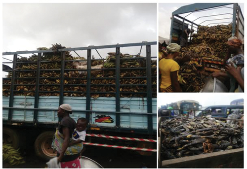 Figure 2. A truck full of plantain completely ripe due to poor road networks and inappropriate transportation van and fruits packing.