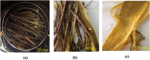 Figure 2. Extraction of Sida Rhombifolia fibers by boiling water; (a) cooking the stems; (b) isolated bark of the stems (c) scraped bark.