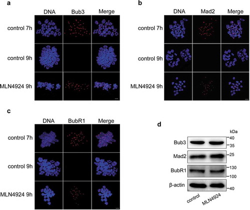 Figure 4. Inhibition of neddylation induces over-activation of the spindle assembly checkpoint (SAC).Mouse oocytes were cultured in M2 medium for 7 h and 9 h, or in MLN4924 for 9 h, and then collected for chromosome spreading. (a-c) Immunofluorescence staining was performed after chromosome spreading. Core SAC proteins (Bub3, Mad2, and BubR1) were stained using specific primary and secondary antibodies. In control oocytes, the SAC was activated at 7 h, but the positive signal at kinetochores disappeared after MI at 9 h. However, they retained at kinetochores after MI in MLN4924-treated oocytes. Blue: DNA; Red: SAC core proteins. Scale bar, 10 μm. (d) Two hundred oocytes in each sample were lysed, and followed by western blotting for Bub3, Mad2, and BubR1 detection. β-actin was used as a loading control.