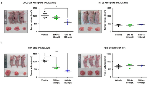 Figure 4. Sensitivity to SMI-4a is determined by PIK3CA genotype in in vivo tumor xenograft and PDX models. (a) COLO 205 and HT-29 ×enografts were subcutaneously infected into nude mice and 50- and 100-mg/kg SMI-4a administered daily by P.O. injection. Representative images of tumors and relative tumor sizes in COLO 205 (top) and HT-29 (bottom) xenograft models. (b) Colon tumors from patients grown in nude mice followed by 50- or 100-mg/kg SMI-4a injected daily by oral gavage. Representative images of tumors and relative tumor sizes in PIK3CA WT (left) and PIK3CA MT (right) mouse models. *p < 0.05 and ***p < 0.001 indicate significantly different from control group, respectively.