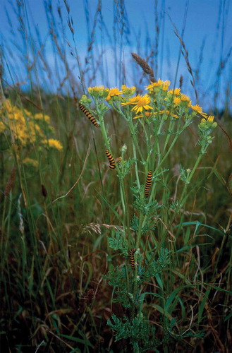 Figure 3. Cinnabar moth Tyria jacobaea caterpillars feeding on ragwort Senecio jacobaea in Lincolnshire, England. Note that they are prominently positioned on the plant relying on their toxins and warning colouration to escape predation.