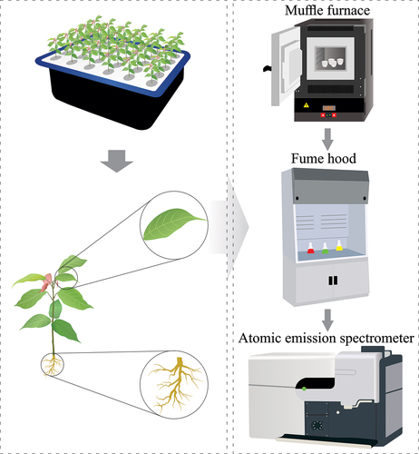 Figure 3. Sample collection scheme and analysis process for the quantification of Cd accumulation in young plants of five fine-aroma cocoa genotypes.