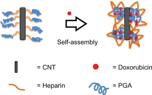 Figure 7 Drug-loading mechanism for the multiwalled polyglycolic acid (PGA) carbon nanotube (CNT) system and doxorubicin.
