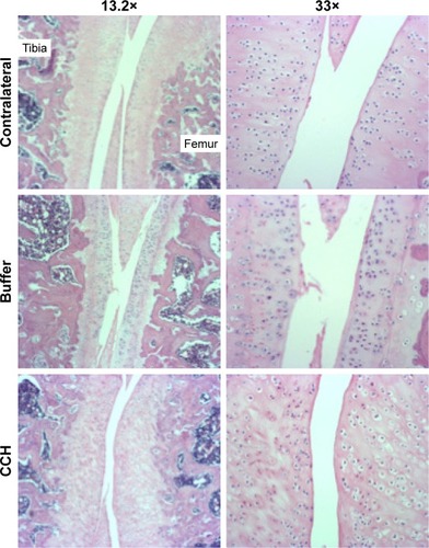 Figure 5 Hematoxylin and eosin staining of contralateral knees and experimental knees intra-articularly injected with CCH or buffer.