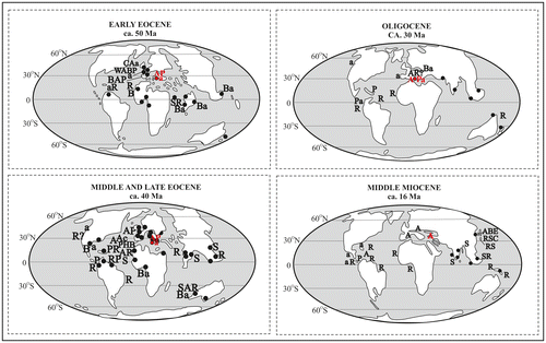 Figure 4. (a) Palaeogeographic globes of the Mediterranean and Paratethyan from Eocene, the Middle Miocene (after Popov et al., Citation2004; Rögl, Citation1998; Harzhauser & Piller, Citation2007), (b) Plants distribution in the mangrove palaeocommunity (P: Pelliciera, a: Acrostichum, black circle: Nypa, Ba: Barribtonia, A: Avicennia, R: Rhizophora, S: Sonneratia, Ac: Acanthus, B: Bruguiera, C: Ceriops and E: Excoecaria) (Plaziat, Cavagnetto, Koeniguer, & Baltzer, Citation2001). (“Red “A” for the studied section).