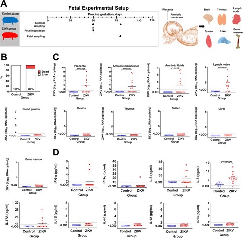 Figure 1. Fetal data. (A) Experimental setup in the fetal study. (B) Fetal mortality (Yates-corrected χ2-test); % shows live fetuses. In the Control group, there were 8 viable fetuses and no dead fetuses. The ZIKV group had 13 viable fetuses and 2 dead decomposed fetuses. (C) Zika virus infection in fetuses (Mann-Whitney U-test). Samples from all live and dead fetuses were tested. (D) Cytokine responses in fetal blood plasma (Mann-Whitney U-test). Samples from live fetuses were tested. The dotted lines represent the limit of detection (LOD) or limit of quantification (LOQ). The solid line represents the mean. In all graphs, squares and circles indicate individual fetuses. Filled red circles represent fetuses directly inoculated with ZIKV.