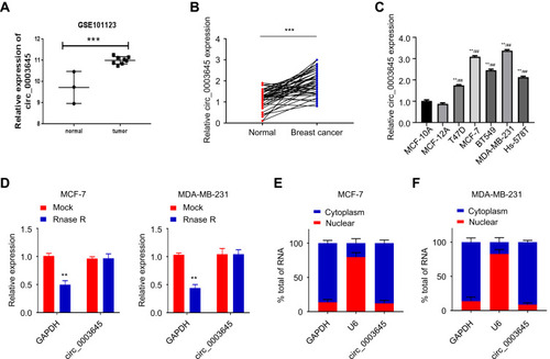 Figure 1 Up-regulated circ_0003645 in breast cancer tissues and cell lines. (A) Identification of circ_0003645 expression by GEO database analysis. (B and C) The expression of circ_0003645 in breast cancer tissues and cell lines. (D) The expression of circ_0003645 in two breast cancer cell lines after RNase R treatment. (E and F) Detection of circ_0003645 localization in breast cancer cells. **P < 0.01, ***P < 0.001, ##P < 0.01.