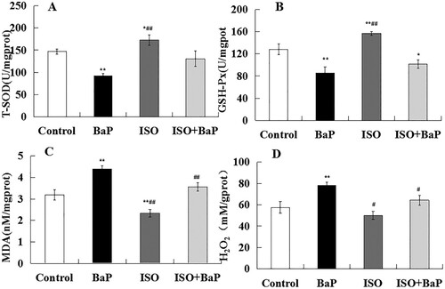 Figure 7. Effects of ISO on the antioxidant properties of mice exposed to BaP. The activities of antioxidant enzyme T-SOD (A), GSH-px (B) and the levels of oxidation products MDA (C) and H2O2 (D). The results are shown as the means ± SD of thirteen separate experiments. **p < 0.01 and *p < 0.05 are compared with the control treatment, ##p < 0.01 and #p < 0.05 are compared with BaP treatment.