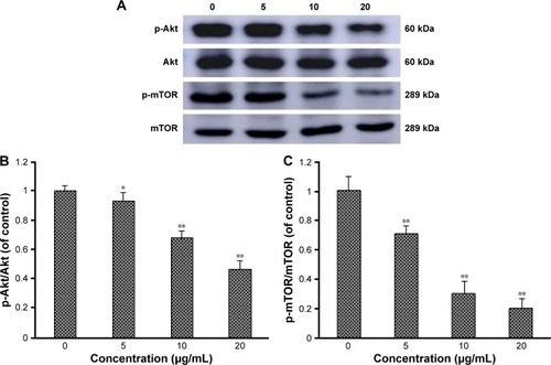 Figure 4 Realgar NPs activated autophagy through PI3K/Akt/mTOR pathway.Notes: (A) K562 cells were treated with specific concentrations of realgar NPs (0, 5, 10, and 20 μg/mL) for 24 h. The phosphorylation levels of Akt and mTOR protein were estimated by using Western blot analysis. (B) Quantification of p-Akt/Akt shown in (A). (C) Quantification of p-mTOR/mTOR shown in (A). n=3; *P<0.05, **P<0.01, realgar NP treatment groups versus 0 μg/mL group.Abbreviations: PI3K/Akt/mTOR, class I phosphoinositide 3-kinase/protein kinase B/mammalian target of rapamycin; NP, nanoparticle.