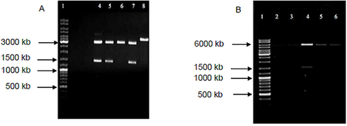 Figure 2 (A) CloneJet® plasmid containing TbHK gene digested with NdeI and XhoI. Lane 1 represents MassRuler™ DNA LadDer Standards (Thermo Scientific) and lanes 4 to 8 represent cloned plasmids screened for gene inserts. (B) pGEM-T® easy plasmid containing hGCK gene digested with NdeI and XhoI. Lane 1 represents the marker and lanes 2 to 6 represent cloned plasmids screened for gene inserts.