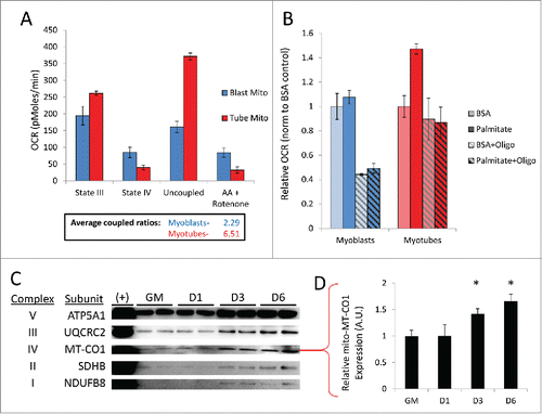 Figure 9. Myotubes are populated with more tightly coupled mitochondria fortified with increased OXPHOS machinery. Undifferentiated C2C12 myoblasts and differentiated myotubes 6 d PD were examined for qualitative differences in mitochondria. (A) OCRs of isolated mitochondria from myoblasts (Blast Mito) or myotubes (Tube Mito). Palmitoyl carnitine was used as the substrate. Average coupled ratios are presented below. (B) OCRs of intact myoblasts or myotubes using palmitate as the substrate. (C) Western blot analysis detecting OXPHOS complex proteins in mitochondria isolated from myoblasts or myotubes. (D) Quantification of MT-CO1 western blot (*, P < 0.05; Student t test; representative western blot is shown, n=3). GM, growth medium.