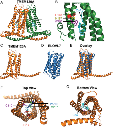 Figure 2. The structure of human TMEM120A containing one CoA molecule per protomer [Citation16]. (a) Front view. Each protomer labeled either orange or green, and CoA in cyan. (b) Expanded view of box from (A) showing side chains of conserved residues that are catalytically important to ELOVL7: W193 (purple), H196 (red), H197 (yellow). (c) Front view of human TMEM120A protomer. (d) Front view of human ELOVL7. (e) Merged view of TMEM120A and ELOVL7. (f) Top view of TMEM120A protomer with putative constriction sites: M207 (green), W210 (blue), F217 (red), C310 (purple). (g) Bottom view of TMEM120A protomer with CoA (cyan). Images were generated using PyMOL from publicly available pdb files. TMEM120A structure from Rong, Y. et. al., eLife. 2021 [Citation16], PDB ID: 7F3T. ELOLV7 structure from Nie, L. et. al., Nature Structure and Molecular Biology. 2021 [Citation43], PDB ID: 6Y7F.