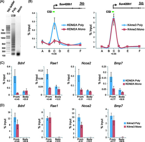 Fig 5 KDM2A is targeted to CpG islands through recognition of linker DNA. (A) Formaldehyde-fixed chromatin was digested with micrococcal nuclease to produce polynucleosomes that contain linker DNA and mononucleosomes lacking linker DNA. (B) KDM2A binding to the Suv420h1 gene was analyzed by ChIP at tiled positions across the gene (A to F on the x axis) by quantitative PCR on both chromatin preparations. KDM2A binding (left panel) in the polynucleosomal fraction (blue line) corresponded to the CpG island region, and this signal was lost in the mononucleosomal preparation (red line). In contrast, the signal for H3K4me3 over the same regions remained constant for both samples (right panel). (C and D) The same analysis was extended to a series of four more CpG island genes, analyzing both the CpG island region and body region. In all instances, digestion to mononucleosomes released KDM2A from CpG island chromatin (C), while the H3K4me3 signal remained relatively constant (D). Together, these observations indicate that KDM2A interacts with linker DNA at CpG islands. In all cases, error bars correspond to standard errors of the means from biological triplicates. Numbers below the data for promoter (Prom) and body primer sets indicate the position of the primer set (kb from center of amplicon) with respect to the major transcription start site of the gene in question.