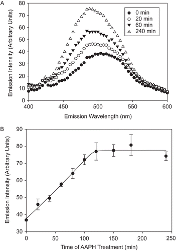 Figure 3.  AAPH-induced increase in CS surface hydrophobicity. CS (6 μM) was incubated with 40 mM AAPH, aliquots were removed at several time points, diluted, and 1 μM CS was incubated with 100 μM 8-anilino-1-naphthalenesulfonic acid (ANSA) for 40 min at 37°C. The emission intensity was measured upon excitation at 325 nm, as described in “Materials and methods.” (A) Hydrophobicity spectra of AAPH-treated CS over time. (B) Increase in the emission intensity at 490 nm, characteristic for ANSA binding to protein surface hydrophobic residues. Means of at least three independent experiments ± SEM are shown.