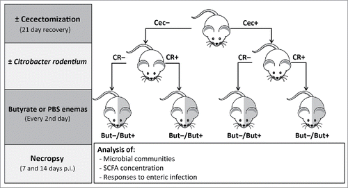 Figure 1. The experiment was designed as four factor factorial experiment with two levels of time (7 and 14 days post-inoculation [p.i.]), two levels of cecum (i.e. mice that underwent sham [Cec-] or cecectomy [Cec+] surgery), two levels of inflammation (mice that were orally administered phosphate buffered saline [CR-] or Citrobacter rodentium [CR+]), and two levels of butyrate (i.e. mice were administered phosphate buffered saline [But-] or butyrate [But+] via enemas every second day p.i.). Thus, 16 mice were included in each replicate, and four replicates were conducted on separate occasions equaling 64 mice in total.