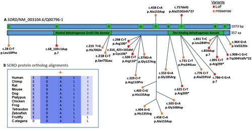 Figure 1. (A) Overview of pathogenic SORD variants. Schematic representation showing all exons (green boxes) and introns (blue boxes) based on the NCBI reference sequence NM_003104.6. The SORD variants reported in patients with CMT in this study (top) and mutations described already in the literature (bottom) map throughout the coding region of the gene. (B) SORD protein ortholog alignments showing that the missense substitution p.Ala153Asp of the reported patient V in this article is located at highly conserved residues across species.