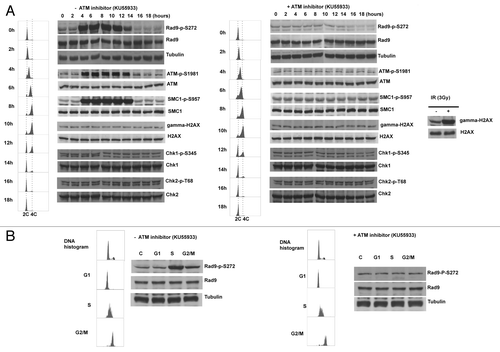 Figure 5. Rad9Ser272 is phosphorylated during normal cell cycle in an ATM dependent manner. (A) Cell cycle progression and Rad9S272 phosphorylation after double thymidine block with (right) and without KU55933 treatment (10 µM) (left). (B) Rad9Ser272 phosphorylation in sorted cells with (right) and without KU55933 (10 µM) treatment (left).