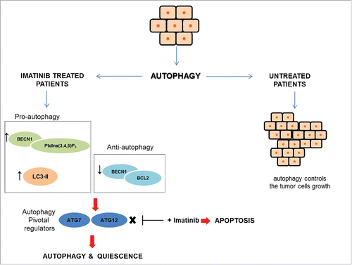 Figure 3. GIST and autophagy signaling. GIST cells can take advantage of autophagy by 2 different mechanisms. In untreated cells, autophagy controls tumor cells growth, whereas, in imatinib-treated cells autophagy is a stress response to starvation. In treated GIST cells, the pro-apoptotic BECN1 (Beclin 1)-PtdIns(3,4,5)P3 complex and LC3-II are expressed at high levels, while the anti-autophagy BECN1-BCL2 complex is at low levels. Autophagy signaling involves 2 key regulators, ATG7 and ATG12, that drive the cells toward autophagy and quiescence. ATG7 and ATG12 inhibition in association with imatinib promotes death cell through apoptosis.