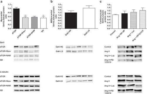 Figure 5. Bar graphs showing the effects of 8-week resveratrol and nicotinamide treatments on Sirt1 protein expression (a), myocardial Sirt1 protein expression in Dahl HS and Dahl SS rats (b), and Sirt1 protein expression in neonatal cardiomyocytes (c). dTGR denotes unmedicated double transgenic rats harboring human renin and angiotensin genes; Dahl HS denotes Dahl salt-sensitive rats on high salt diet (NaCl 0.8% w/w); Dahl LS denotes Dahl salt-sensitive rats on low salt diet (0.3% w/w). Means±SEM are given, n=6–17 in each group. *p<0.05 compared with dTGR.