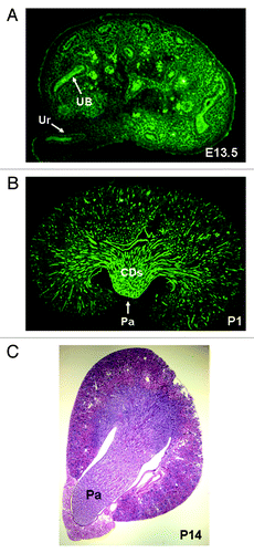 Figure 1. Renal medulla development in the mouse. (A) Whole mount immunohistochemistry of E13.5 kidney. Ureteric buds (UB) and their derivatives (ureter, Ur) are visualized with anti-pancytokeratin antibody (green). Medulla is not identifiable morphologically at this stage. (B) Longitudinal section through a newborn (postnatal day P1) kidney. Medulla and papilla (Pa) are identifiable morphologically. UB-derived collecting ducts (CDs) are visualized with anti-pancytokeratin antibody (green). (C) Transverse section through P14 kidney stained with hematoxylin and eosin. Long papilla (Pa) is present at this stage.
