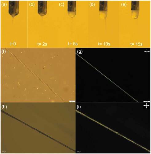 Figure 3. (Colour online) Taylor cone (a-e) and micrographs of the uncrosslinked (f & g) and crosslinked (h & i) PVA-PAA fibres filled with the nematic LC RO-TN 651, observed with transmission polarising optical microscopy between and without crossed polarisers (crossed double-headed arrows). Scale bars 20 µm. Corresponding movie of the Taylor cone attached as Supplemental Movie 1.