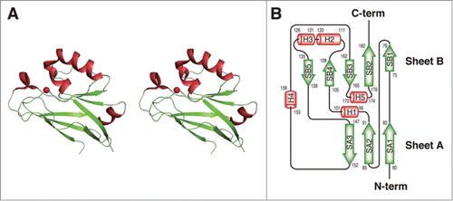 Figure 4. Structure of Laz. (A) Overall structure (stereo diagram). (B) Topology diagram. α-Helices are shown as orange cylinders and β-strands as green arrows. The metal ion is depicted by a red ball.