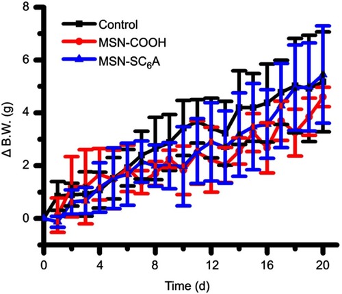 Figure S6 The effects of MSN-COOH and MSN-SC6A on body weight change of the mice.Abbreviations: B.W., body weight; MSN, mesoporous silica nanoparticles; MSN-COOH, MSN modified by carboxyl; MSN-SC6A, MSN conjugated with p-sulfonatocalix[6]arene (mean ± SD, n=6 for each group).