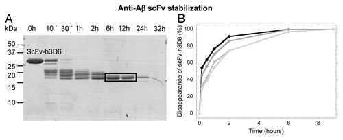 Figure 3. Limited proteolysis with thermolysin of the urea-induced intermediate analyzed by SDS-PAGE. (A) Proteolysis of the WT at 5 M Urea (mutants gave the same result, not shown). N-terminal sequencing of the blotted main-band (squared) rendered the sequence of the VH domain (GAMEVQ). (B) Kinetics of proteolysis at 3 M urea is different among variants. WT, black; C1, dark gray; C2, mild gray; C3, light gray.