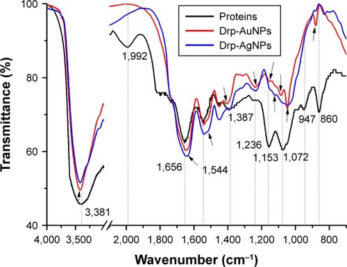 Figure 5 FTIR analyses of the prepared Drp-AuNPs and Drp-AgNPs.Notes: FTIR spectra of proteins from D. radiodurans (black line) and Drp-AuNPs (red line) or Drp-AgNPs (blue line). The changes in the corresponding bands’ shape or shift are indicated by the dotted lines of wavenumbers and arrows.Abbreviations: FTIR, Fourier-transform infrared spectroscopy; Drp-AuNP, D. radiodurans protein extract-mediated gold nanoparticle; Drp-AgNP, D. radiodurans protein extract-mediated silver nanoparticle; D. radiodurans, Deinococcus radiodurans.