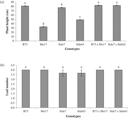 Figure 1. Natural variations in plant height (a) and number of leaves per plant (b) of the tested parental inbreds and their single cross hybrids during their early vegetative growth (25 DAS). Shown are the means of the tested traits ± standard error. Means with different letters indicate significant statistical difference among genotypes at (P ≤ 0.05).