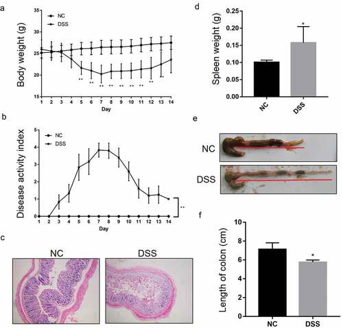 Figure 1. Successful construction of a DSS-induced UC mice model. Reduced body weight (a) and increased disease activity index (b) during a 14-day treatment periodin the DSS feeding group (DSS). **P < 0.01 vs. NC (ANOVA). (c) Representative image showing impaired epithelial integrity in the mucosa of DSS mice. Representative image showing increased spleen weight (d) and shortened colon length, indicated by red underline (e, f) in DSS mice compared with the normal feeding group (NC). *P < 0.05 vs. NC (t test).