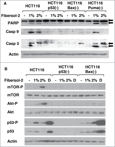 Figure 3. Fibersol-2 treatment activates both pro-apoptotic and anti-apoptotic signaling pathways. 1% and 2% Fibersol-2 (10 and 20 mg/ml in PBS) were added to culture media of parental and isogenic knockout HCT116 cell lines (p53(-), Bax(-), and Puma(-)) (A & B). After 24 h, total lysates were prepared and subjected to western blot analysis (30μg/sample). Doxorubicin (1 μM) was used as positive control to induce DNA damage signaling pathway (B).