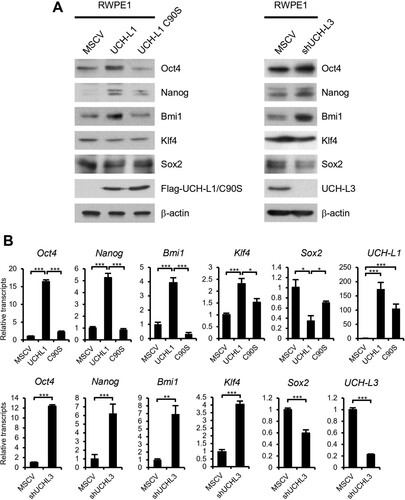 Figure 1 . UCH-L1 and UCH-L3 regulate the pluripotency markers in RWPE1 cells. (A) The expression of pluripotency markers, including Oct4, Nanog, Bmi1, Klf4, and Sox2, were examined by immunoblotting in RWPE1 stable cell lines as indicated. β-actin was used as the loading control. (B) Real-time quantitative RT-PCR analysis of Oct4, Nanog, Bmi1, Klf4, and Sox2 in RWPE1 stable cell lines. The values shown are the mean ± SD of three independent experiments, and the p-value was obtained from a Student’s t-test. *p < 0.05, **p < 0.01, ***p < 0.001.