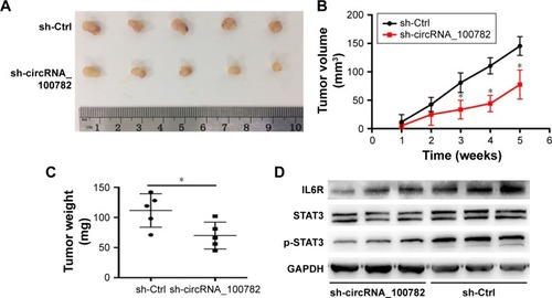 Figure 6 CircRNA_100782 regulates tumor growth in nude mice.