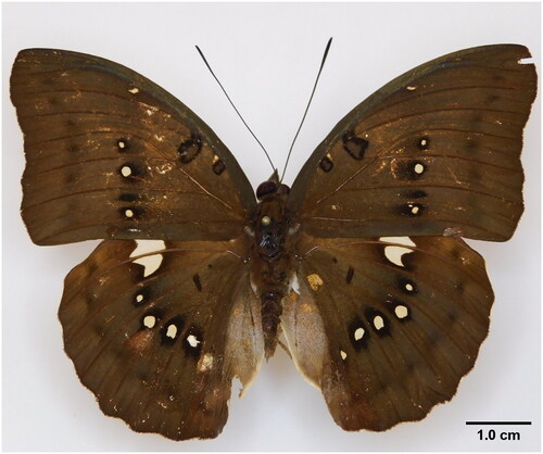 Figure 1. A reference image of the sequenced Bassarona dunya collected from Ayer Hitam Forest Reserve, Johor, Malaysia.