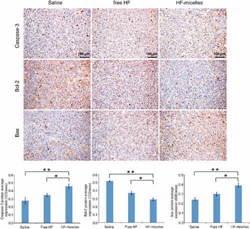 Figure 7. Immunohistochemical images of tumor tissue in three groups.