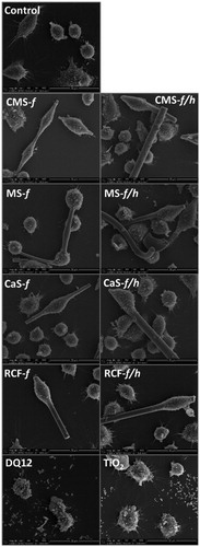 Figure 2. SEM images of untreated/control J774A.1 cells, and cell treated with CMS-f (unheated fibers), CMS-f/h (heated fibers), MS-f (unheated fibers), MS-f/h (heated fibers), CaS-f (unheated fibers), CaS-f/h (heated fibers), RCF-f (unheated fibers), RCF-f/h (heated fibers). Cells were exposed to 40 μg/cm2 for 24 h prior to SEM preparation, and imaged using a FEI Quanta 3D FEG scanning electron microscope. A scale bar is shown at the bottom right corner of each image.
