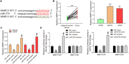 Figure 4 MMP13 is a target gene of miR-579. (A) potential binding sequences of miR-579 and MMP13. (B) MMP13 expression in OS and adjacent normal tissues (the data were analyzed by paired t-test, **p < 0.01 vs adjacent normal tissues), human osteoblastic cell line (hFOB) and OS cells (MG-63 and U2OS) (the data were analyzed by one-way ANOVA, *p < 0.05 vs hFOB cells) detected by RT-qPCR. (C) MMP13 mRNA expression in MG-63 and U2OS cells transfected with miR-579 mimic/inhibitor detected by RT-qPCR (the data were analyzed by one-way ANOVA, *p < 0.05 vs NC mimic, #p < 0.05 vs NC inhibitor). (D) luciferase activity in MG-63 and U2OS cells co-transfected with the constructed luciferase reporter plasmids (MMP13-WT or MMP13-MT) and NC or miR-579 mimic/inhibitor determined by dual-luciferase reporter assay (the data were analyzed by two-way ANOVA, *p < 0.05 vs NC mimic, #p < 0.05 vs NC inhibitor). The fluorescent enzyme activity was detected by dual luciferase reporter gene assay (the data were analyzed by two-way ANOVA, *p < 0.05). All data were generated from triplicate independent experiments and presented as the mean ± SD.