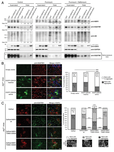 Figure 3. GSK3-dependent NBR1 phosphorylation reduces ubiquitinated protein aggregation independently of autophagic degradation. (A) Western blot of detergent-soluble (Supernatant) and detergent-insoluble (Pellet) fractions of C2C12 myoblasts transfected with GST or GST-GSK3A forms (wt, wild-type; inactive, K148A; active, S21A) and treated with DMSO (control) or with 7.5 μg/ml puromycin + DMSO or + 200 nM bafilomycin A1 for 2 h. Endogenous NBR1, SQSTM1, UB, GAPDH (loading control), and ectopic GST-GSK3A were analyzed by western blot. Ratio of protein levels quantified in pellet fractions to protein levels in supernatant fractions (Ratio P/S) were calculated and normalized to GST conditions. Supernatant and pellet fractions were run on the same gels but different film exposures are shown in upper panels for correct visualization of all fractions. In the lower panel, SQSTM1 levels are presented at the same exposure as a readout of puromycin and bafilomycin A1 treatment efficiencies: the addition of puromycin blocks protein translation and increases protein aggregation resulting in a reduced amount of proteins in supernatant fractions compared with control conditions. The addition of bafilomycin A1 blocks lysosomal degradation resulting in an enhanced quantity of proteins in supernatant and pellet fractions. (B) Microscopy pictures of muscle transverse sections of Atg7 muscle-specific knockout mice electroporated with control, inactive (K148A) or active (S21A) EGFP-GSK3A mutant expression vectors together with Histone2B-RFP expression vector. Protein aggregates were revealed with an anti-SQSTM1 antibody (red) and nuclei were stained with DAPI (blue in Merge). White stars show EGFP-GSK3-transfected cells in the anti-SQSTM1 panel. Pictures are representative data of several mice (Control, 3 mice; Inactive GSK3A, 2 mice; Active GSK3A, 5 mice). Right panel: proportion of electroporated muscle fibers without (white part of histogram bars) or with (dark gray part of histogram bars) protein aggregates. At least 180 fibers were counted for each condition. Error bar represent the 95% confidence interval. ***P < 0.001; Pearson Chi-square test with Yates continuity correction. Scale bar: 50 μm. (C) Microscopy pictures of muscle transverse sections of Atg7 muscle-specific knockout mice electroporated with control or DsRed-NBR1 forms (wt, wild-type; T586A S590A, nonphosphorylable; T586E S590E, phosphomimetic). Pictures are representative data of 3 mice for each condition. Right panel: proportion of electroporated muscle fibers with no protein aggregate (white part of histogram bars), speckles (light gray) or with protein aggregates (dark gray). Representative pictures of the 3 types of fibers are depicted below the stacked histogram. Overexpression of NBR1 induces the formation of speckles (< 1-μm diameter), independently of its phosphorylation status. NBR1 phosphorylation affects the proportion of remaining aggregates (> 1-μm diameter). At least 80 fibers were counted for each condition. Error bars represent the 95% confidence interval. N.S. = no significant difference, ***P < 0.001; Pearson Chi-square test with Yates continuity correction. Scale bar: 50 μm.