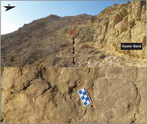 Figure 7. Major microfacies types of the Ilerdian-Cuisian limestones from the Mojen section. (A-C) Bivalve-nummulitid rudstone, note Alveolina (Alv), oysters (Oys), fragments of echinods (Ech) and small rotaliids (R), inner-ramp, sample MJ21-27. (D-F) Nummulitid grainstone (locally wackestone), middle-ramp, sample MJ28-34