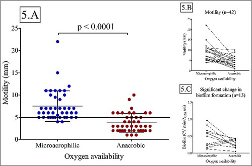 Figure 5. Motility is significantly influenced by oxygen availability (Wilcoxon paired rank test; p < 0.01). Biofilm forming capacity was only influenced by oxygen availability in a subset of isolates A: Motility for all isolates (n = 42) under microaerophilic and anaerobic conditions. B: Motility for all isolates (n = 42) under microaerophilic and anaerobic conditions C: Subset of isolates with significant change in biofilm forming capacity.