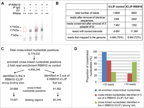 Figure 1. Genome-wide mapping of RBM10 RNA-binding sites in a mouse mandibular MEPA cell line using iCLIP. (A) Autoradiograph of cross-linked protein/RNA complexes after immunoprecipitation and 32P RNA labeling. Immunoprecipitations were performed with an antibody that recognizes both isoforms of RBM10 protein or with IgG, as a negative control. Three different dilutions of RNase I were used. Cells untreated with UV were also used as a control. Sections of the membrane cut for the library preparation are indicated by red boxes (B) Number of reads obtained for each iCLIP experiment after processing of the sequencing data (removal of PCR duplicates, trimming of adapter sequences, attribution of the read to one specific replicate using the barcode) (C) Number of cross-linked nucleotides obtained through all iCLIP experiments and the ones reproducibly found in several replicates of the iCLIP experiments. (D) Graph showing the proportion of cross-linked nucleotides supported by more than 10 reads in the list of binding sites present in all 4 iCLIP experiments (‘strong’ list) or in 3 out of 4 experiments (‘full’ list).