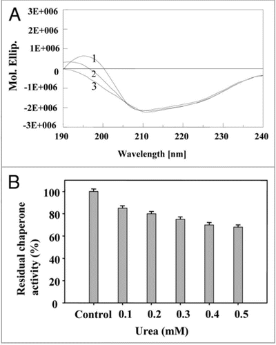 Figure 9 Effect of urea: (A) on secondary structure of PgHsp70 spectra 1–3 represents different concentrations of urea (0.2 to 0.4 mM) with PgHsp70 (B) on Chaperone activity of native PgHsp70 (experimental conditions as mentioned in Fig. 5).