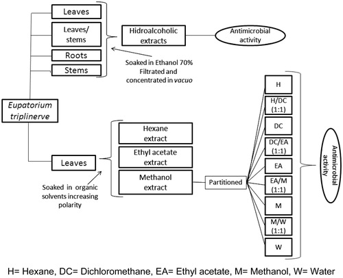 Figure 1. Preparation of extracts and bioassay-guided fraction.